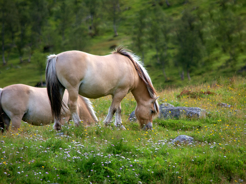 Geiranger  Norway Norwegian Fjord Centre Shore Excursion Tickets