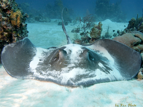 Nassau  Bahamas shark watching Booking