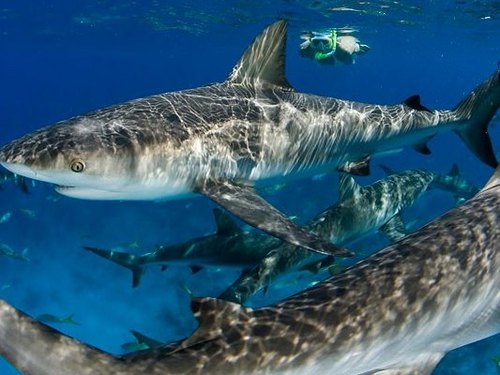 Nassau tropical fish Trip