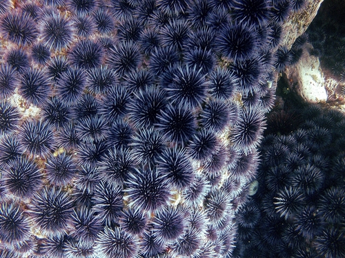 Ensenada  Mexico tropical fish Excursion