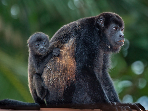 Belize Howler monkeys Reservations