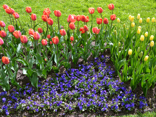 St. Petersburg  Russia Peterhof Palace Cruise Excursion Reservations