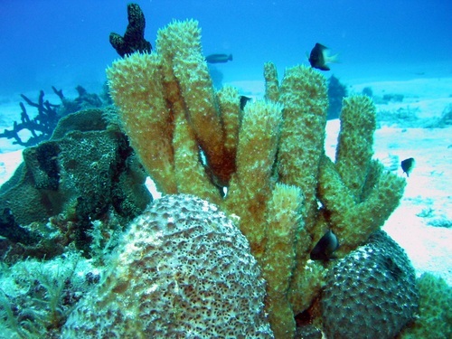 Grand Cayman Beginner Discover SCUBA Diving Excursion