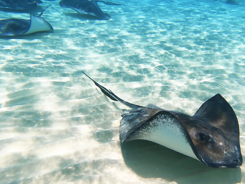 Grand Cayman Catamaran Sail with Stingray City, Snorkeling & Starfish Point Excursion