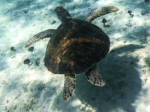 Grand Cayman Catamaran Sail with Stingray City, Snorkeling & Starfish Point Excursion