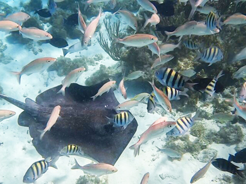 Grand Cayman Catamaran Sail with Stingray City, Snorkeling & Starfish Point Excursion