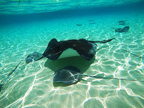 Grand Cayman Cayman Islands Stingray City Cruise Excursion Prices
