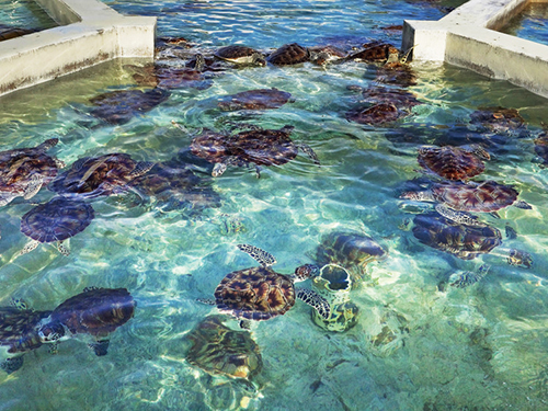 Cayman Islands Rock Formations of Hell Sightseeing Shore Excursion Reservations