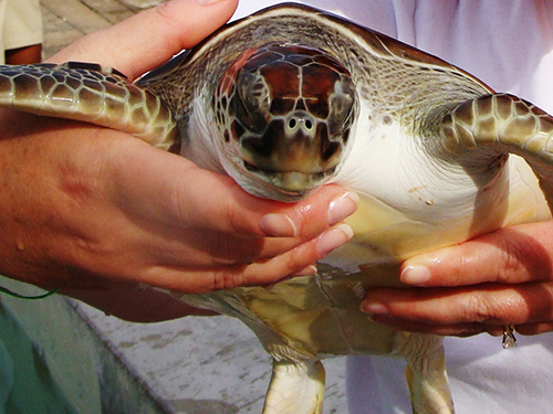 Grand Cayman  Cayman Islands Hold a Turtle Sightseeing Tour Reservations