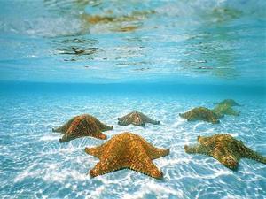 Grand Cayman Jet Ski Stingray City and Starfish Beach Excursion