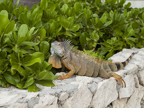 Cayman Islands Camana Bay Sightseeing Trip Reviews