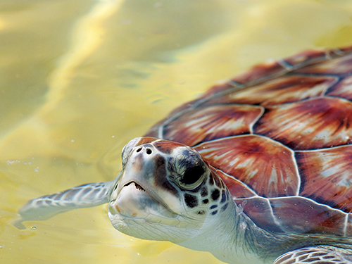 Grand Cayman Tortuga Rum Cake Sightseeing Tour Booking