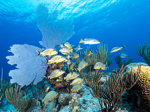 Grand Cayman Coral Gardens Shore Excursion Reservations