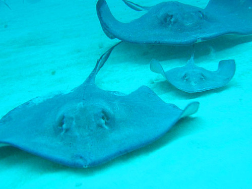 Grand Cayman Snorkel Cruise Excursion Reservations