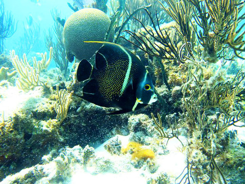 Cayman Islands Starfish Point Cruise Excursion Cost