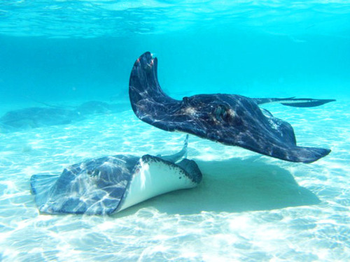 Grand Cayman Snorkel Tour Prices