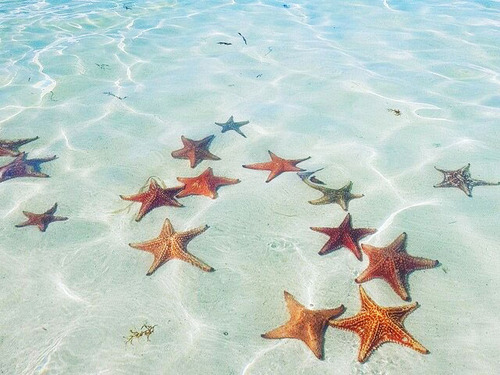 Cayman Islands Snorkel Shore Excursion Reservations