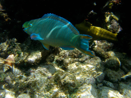 Cayman Islands Stingray City Sandbar Excursion Cost
