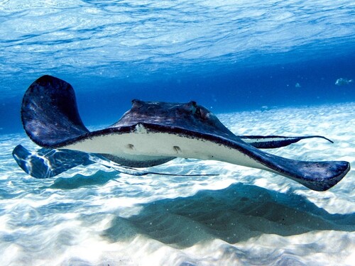 Cayman Islands Barrier Reef Tour Cost