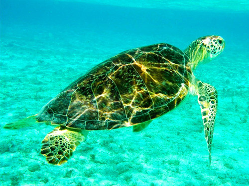 Cayman Islands Starfish Point Excursion Booking