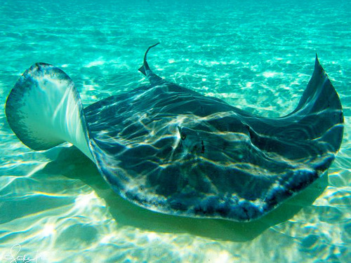 Cayman Islands Barrier Reef Cruise Excursion Reservations