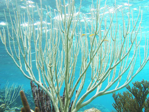 Grand Cayman Starfish Point Trip Reservations