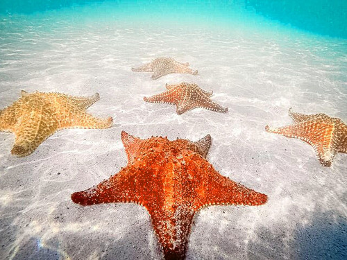 Cayman Islands Starfish Point Trip Tickets