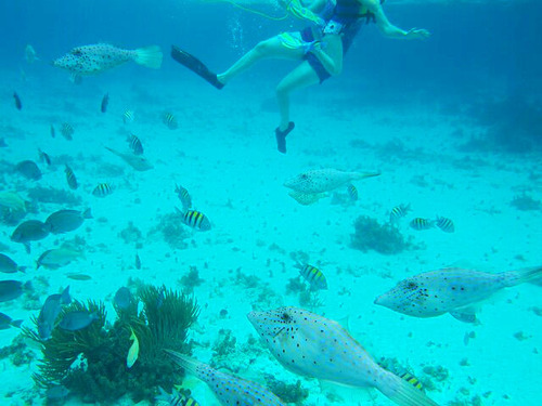 Cayman Islands Snorkel Cruise Excursion Reviews