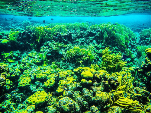Cayman Islands Snorkel Shore Excursion Prices