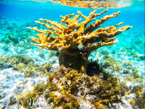 Grand Cayman Snorkel Excursion Reviews