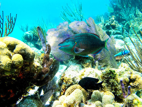 Grand Cayman Starfish Point, Stingray City Sandbar, and Barrier Reef Snorkel Excursion Combo