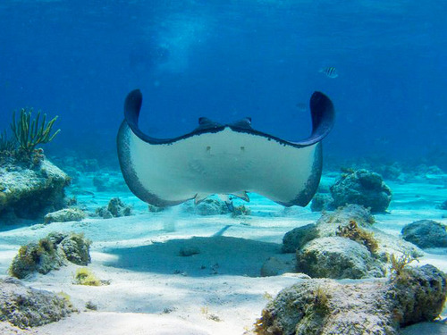 Cayman Islands Snorkel Excursion Reservations