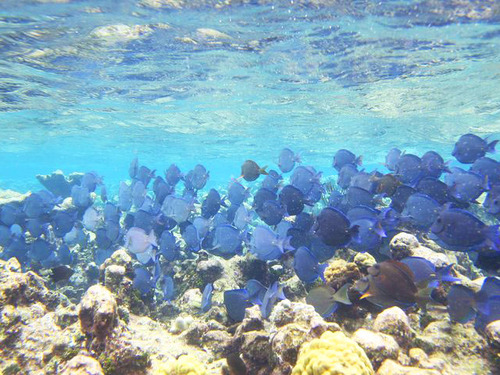 Cayman Islands Snorkel Shore Excursion Booking