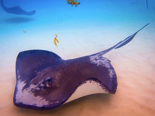 Grand Cayman Stingray City, Barrier Reef and Starfish Point Snorkeling with Seven Mile Beach Ultimate Combo Adventure