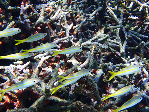 Grand Cayman Stingray City, Barrier Reef and Starfish Point Snorkeling with Seven Mile Beach Ultimate Combo Adventure