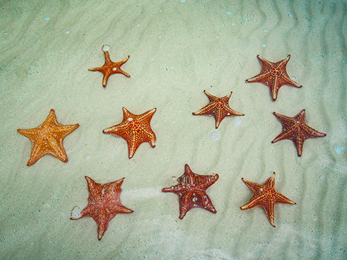 Grand Cayman Stingray City, Barrier Reef and Starfish Point Snorkeling with Seven Mile Beach Ultimate Combo Adventure