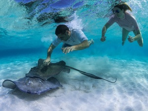 Grand Cayman Stingray City, Coral Gardens, and Starfish Snorkel Super Combo Excursion