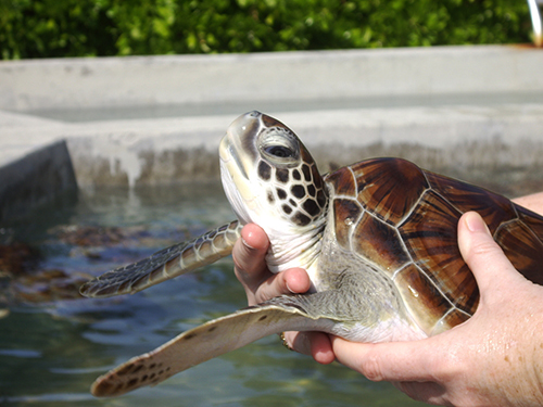 Grand Cayman  Cayman Islands Hold a Turtle Sightseeing Trip Cost
