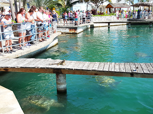 Grand Cayman West Side Island Sightseeing Excursion