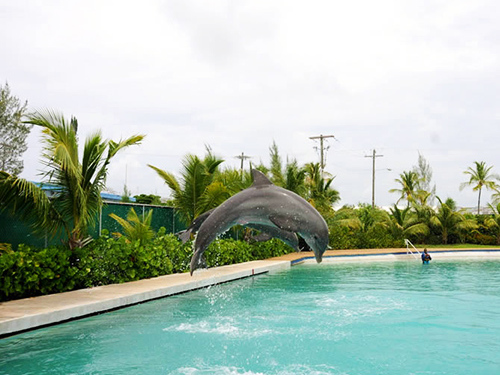 Grand Cayman West Side Island Sightseeing Excursion