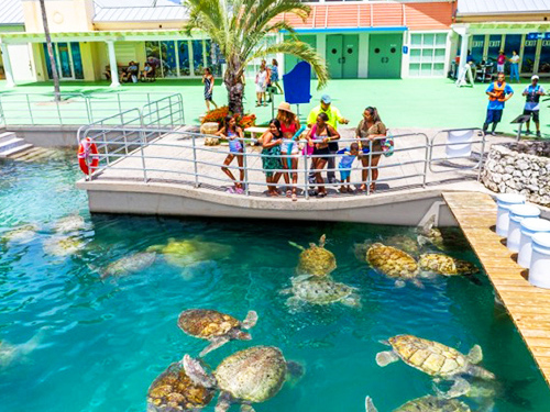 Grand Cayman West Side Island Sightseeing Excursion