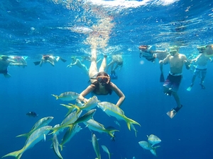 Grand Turk Marine Park Reef Snorkel Excursion