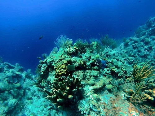 Grand Turk  Turks and Caicos nurse sharks Trip Prices