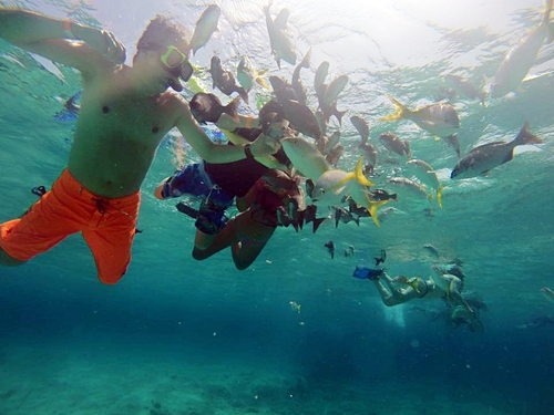 Grand Turk  Turks and Caicos nurse sharks Excursion Cost