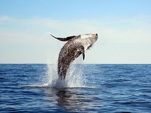 Grand Turk Up-Close Whale Watching Excursion