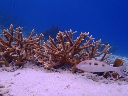 Aruba SCUBA diving Reviews