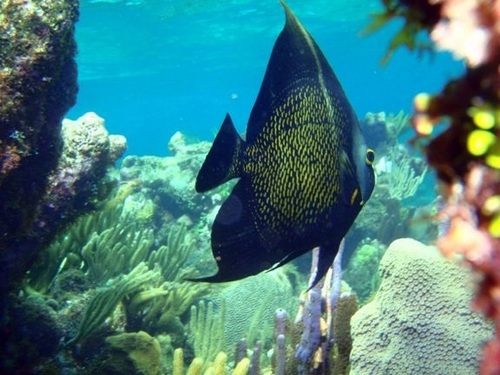 Cayman Island captains choice snorkel Trip Cost