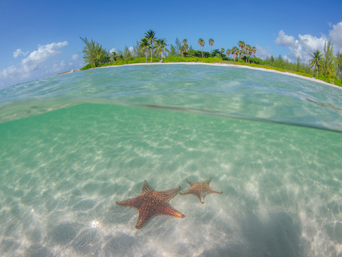 Grand Cayman stingray city Shore Excursion Prices