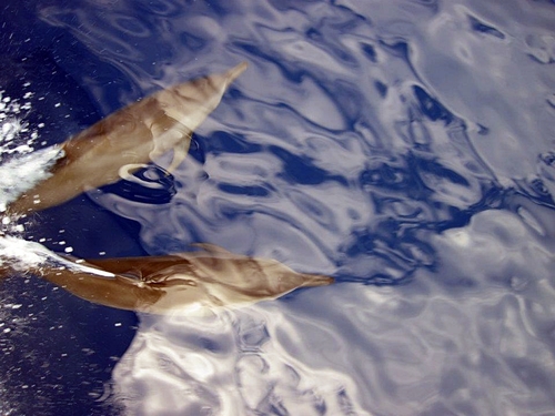 St. Lucia Sperm whale Trip Tickets