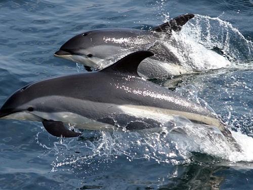 St. Lucia Sperm whale Shore Excursion Reservations